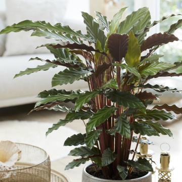Calathea Rufibarba - Velvet Calathea - 60cm tall