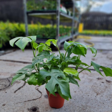 Rhaphidophora tetrasperma - Monstera Minima - Mini Monstera