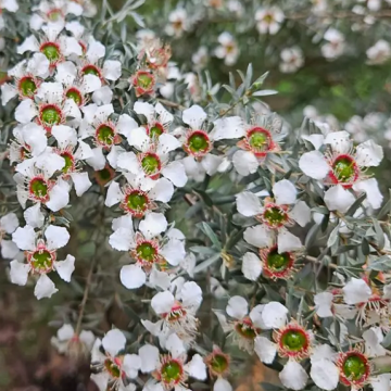 Leptospermum Silver Sheen  - New Zealand Tea Tree