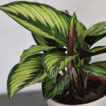 Calathea ornata 'Beauty Star' - Prayer Plant