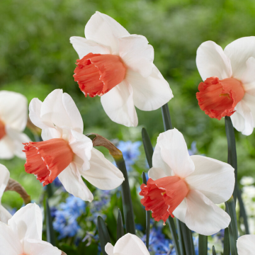 Narcissus Magic Charm - Pack of 10 