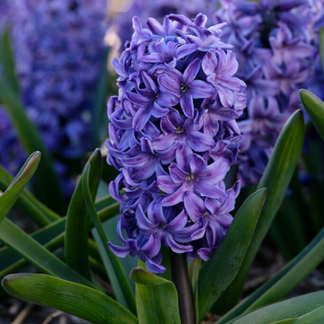 Hyacinth Blue Star - Pack of 5 Bulbs