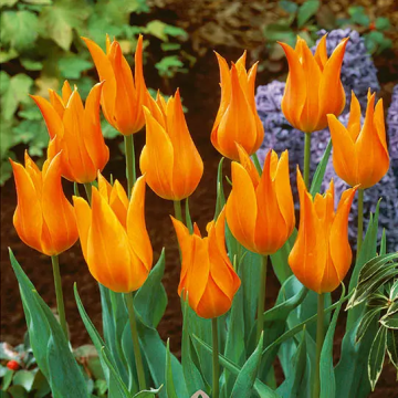 Tulipa Greetje Smit - Pack of 6