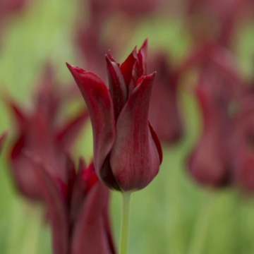 Tulipa Sarah Raven - Pack of 6