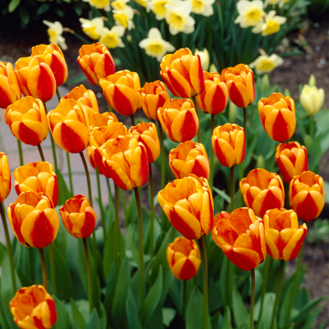 Tulipa Apeldoorn's Elite - Pack of 6