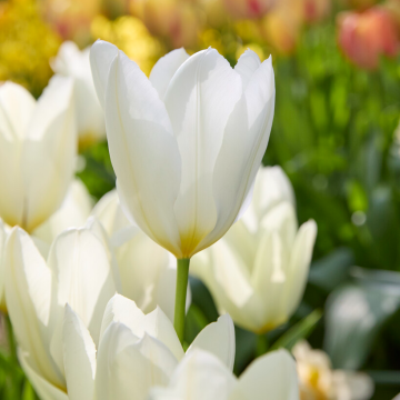 Tulip Purissima - Pack of 6