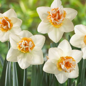 Narcissus Extravaganza - Pack of 10 Bulbs