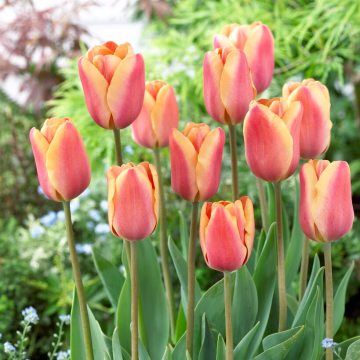 Tulipa Apricot Foxx - Pack of 6