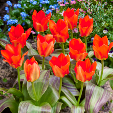 Tulipa Park Dreamway - Pack of 6