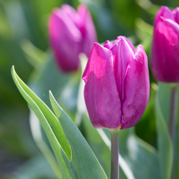 Tulipa Purple Prince - Pack of 6