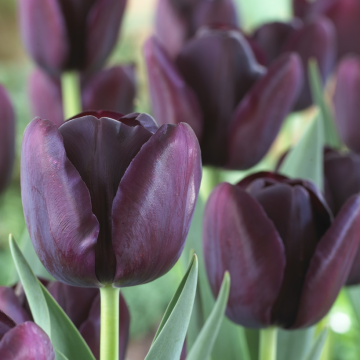 Tulip 'Queen of the Night' - Pack of 25 Bulbs Tulip 'Queen of the Night' - Pack of 25 Bulbs