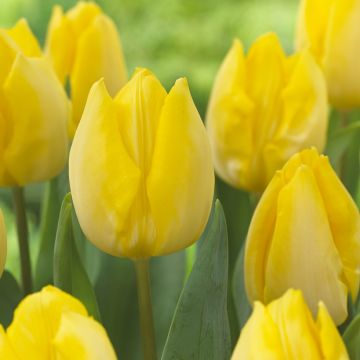 Tulip 'Sunny Prince' - Pack of 12 Bulbs Tulip 'Sunny Prince' - Pack of 12 Bulbs