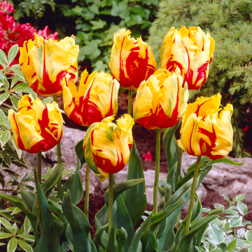 Tulip Texas Flame - Pack of 6