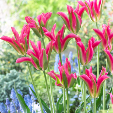 Tulip Virichic- Pack of 6