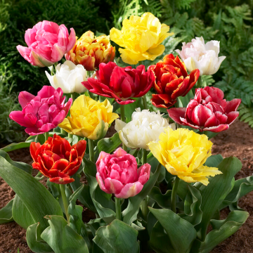 Tulipa Murillo Mixed- Pack of 6