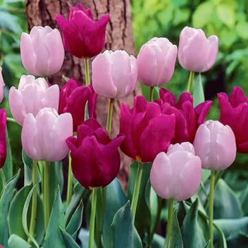 Tulip Simply Elegance - Pack of 25 Bulbs