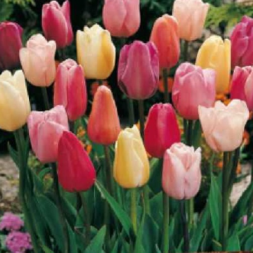 Tulip 'Triumph Pastel Mix' - Pack of 25 Bulbs