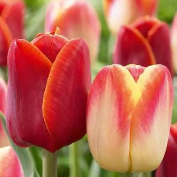 Tulip 'Kiss of Fire' - Pack of 25 Bulbs