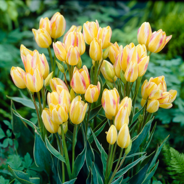 Tulip ‘Antoinette the Chameleon’  - Pack of 25 bulbs