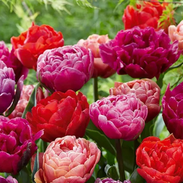 Tulip ‘Dazzling Mix’ - Pack of 25