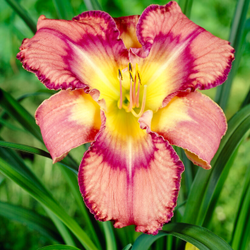 Hemerocallis Mildred Mitchell