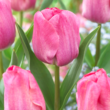 Tulip Cleveland in Bud