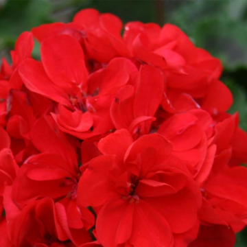 Geranium Deep Red 'Samelia'