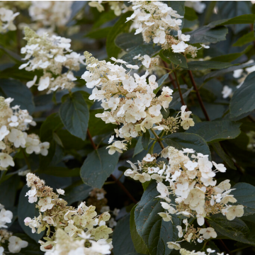 Hydrangea paniculata Tardiva