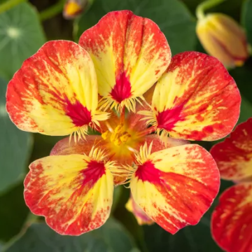 Nasturtium Ice Cream Sundae