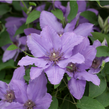 Clematis Parisienne - Summer Flowering Boulevard Patio Clematis