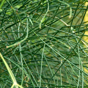 Spartium Junceum