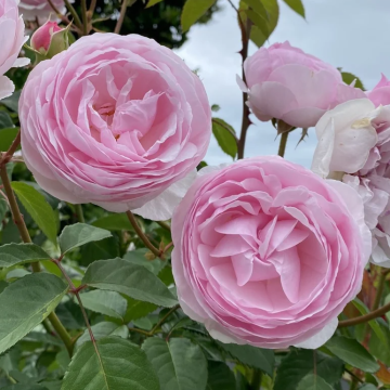 Rose 'Olivia' - Hybrid Tea Rose