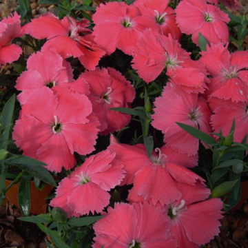 Dianthus Fern Leaf Pink Daisy