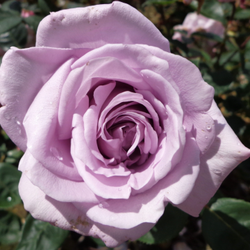 Rose 'Twice in a Blue Moon' - Hybrid Tea Rose