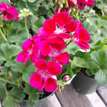 Geranium Purple with Eye 'Flower Fairy Velvet'