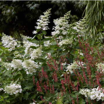 Hydrangea paniculata Floribunda