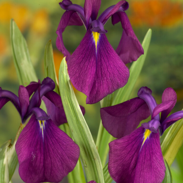 Iris kaempferi Variegata - Japanese Water Iris