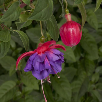 Fuchsia 'Gillian Anthea'