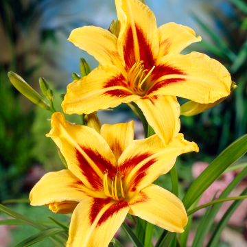 Hemerocallis 'Bonanza'