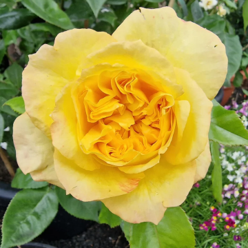 Rose 'Henry Delbard' - Hybrid Tea Rose