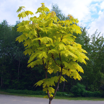 Acer platanoides 'Princeton Gold' - Norway Maple