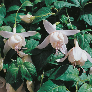 Fuchsia 'Happy Wedding' - Double Flowered Trailing Fuchsia