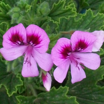 Scented Geranium Orange Fizz
