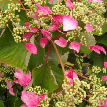Schizophragma hydrangeoides Rose Sensation