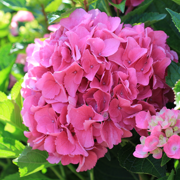Hydrangea Vienna - Large Flowered Mophead Hydrangea - XXXL Plants
