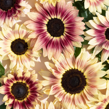 Sunflower Plant - Helianthus Summer Lovin