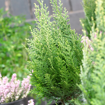Chamaecyparis lawsoniana 'White Spot' - Lawson's Cypress