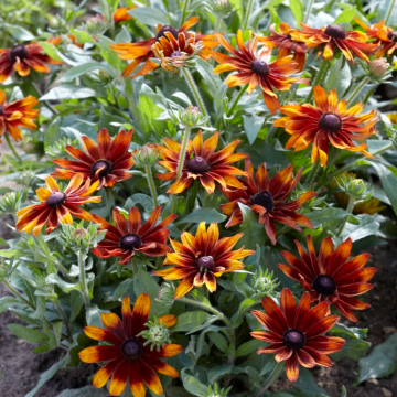 Rudbeckia hirta 'Cappuccino'