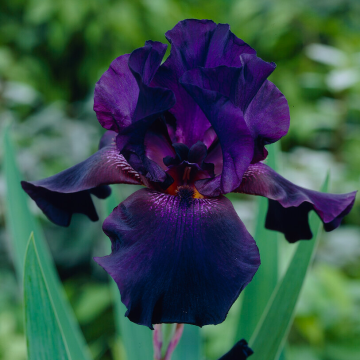 Iris 'Superstition'