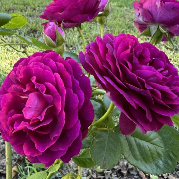 Rose 'Twilight Zone' - Hybrid Tea Rose